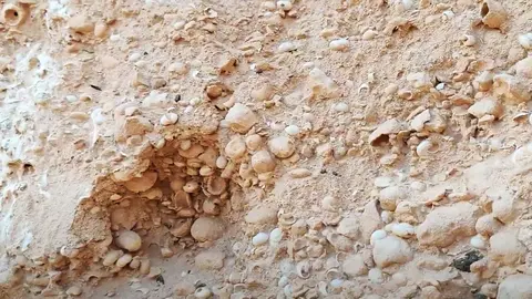 Restos paleontológicos en el Barranco Encantado, en Lajares (©Fuerteventura Digital).