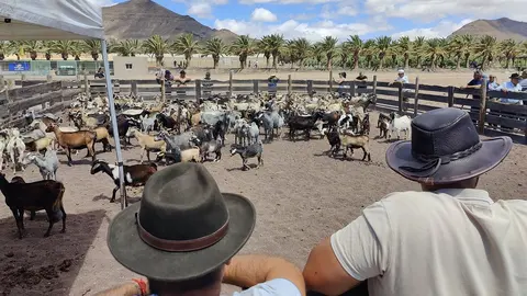 Apañada en Feaga. Imagen de archivo, sin relación con el artículo  (©Fuerteventura Digital).