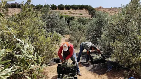 Zafra de la aceituna en la finca de La Gayría (Archivo FD).