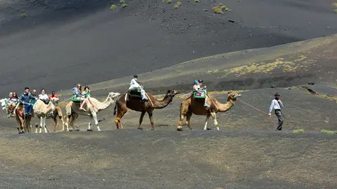 Paseos turísticos en camello.1