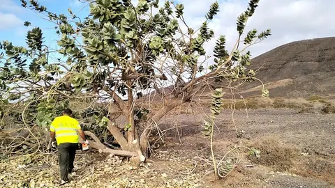 Calotropis en Pozo Negro.