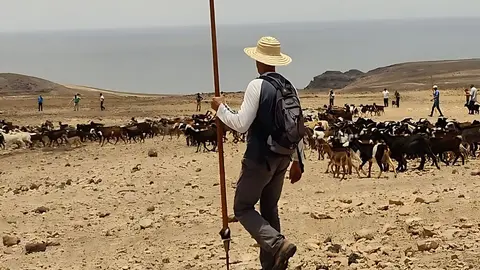 Apañada en Betancuria | ©Fuerteventura Digital