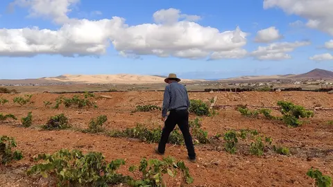 Cultivo de vid en Fuerteventura |   2023, ©Fuerteventura Digital