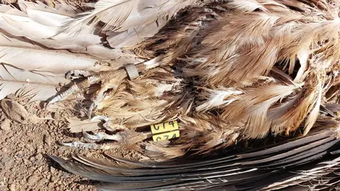 Colisión de aves protegidas con tendido eléctrico