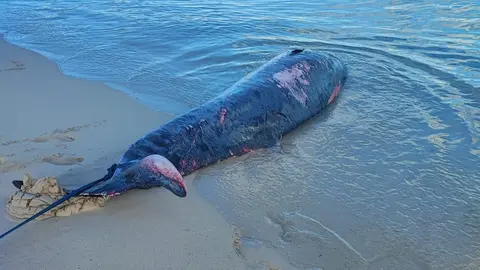 Zifio varado Grandes Playas.