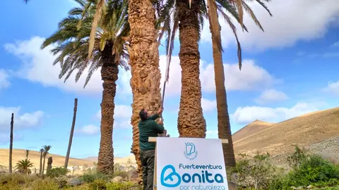 Palmeral de Madre del Agua.-