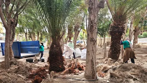 Acondicinamiento de jardines en Costa Calma (1)
