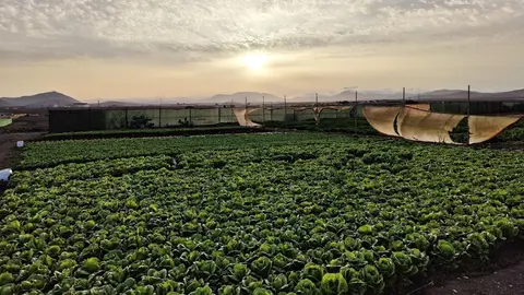 Cultivos en el municipio de Tuineje  | ©Fuerteventura Digital.
