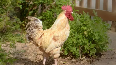 Gallina canaria, en una imagen del Instituto Canario de Investigaciones Agrarias (ICIA).