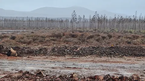 Lluvias en Lajares durante la alerta.