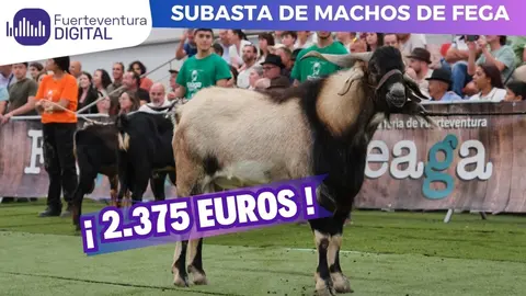 Subasta de machos de Feaga 2025.
