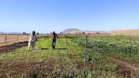 Cultivos en Fuerteventura, en una imagen de archivo de Fuerteventura Digital.