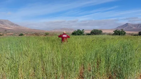 Cultivo de centeno con destino a la artesanía.