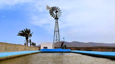 Molino de Chicago en Antigua | ©Fuerteventura Digital, abril de 2023.