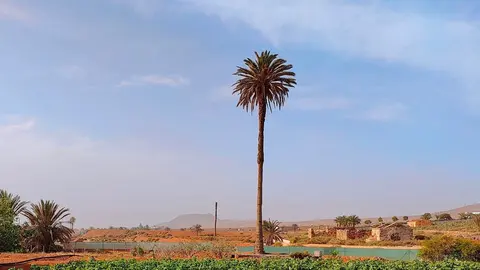 Palmera canaria junto a cultivos en Antigua | ©Fuerteventura Digital.