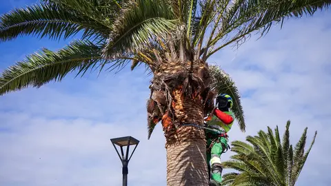 Poda de palmeras en Lajares, en im&aacute;genes difundidas por el Ayuntamiento de La Oliva en mayo de 2025.