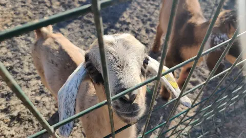 Ganadería que regentan Belén Ramírez y Miguel Calero, en Los Lajares (2)