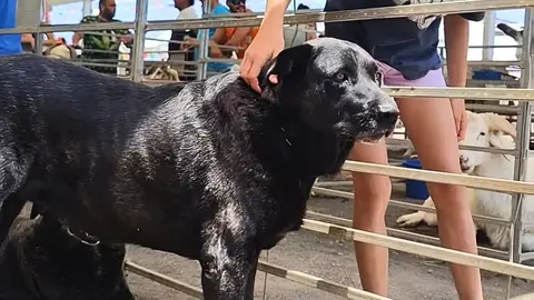Perro bardino, en la Feria de Ganado de Lajares | ©Fuerteventura Digital.
