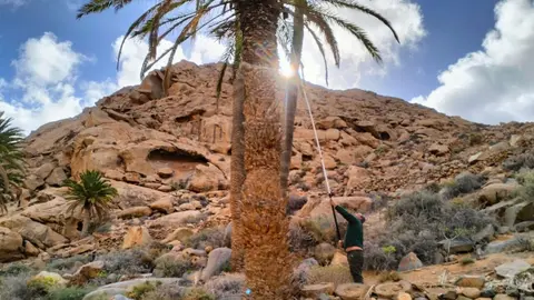 Campaña de detección de diocalandra en el palmeral de Ajuy y su entorno.