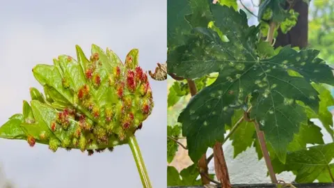 Imágenes de la filoxera (Daktulosphaira vitifoliae).
