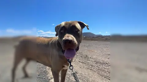 Imagen de archivo del Albergue de Animales de La Oliva