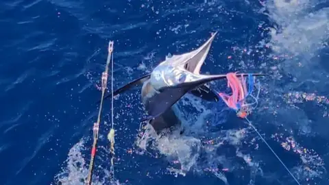 Marlin capturado en el Memorial Silvestre De Leon.
