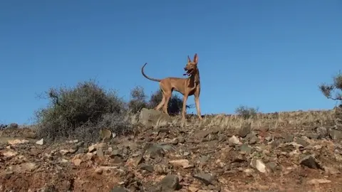 Perro pondenco, habitual en la caza.