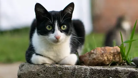 Imagen de un gato (Fernando Della Flora).