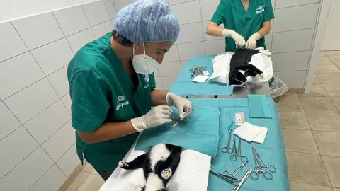 El quirófano del CPA ha esterilizado 13 gatos en su última campaña.