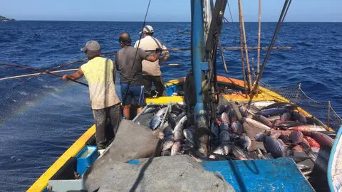 Pesca de atún, en una imagen de la Federación Regional de Cofradías de Pescadores de Canarias.
