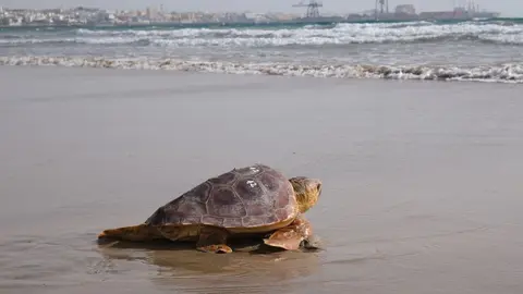 Liberaci&oacute;n de tortuga boba en Playa Blanca.