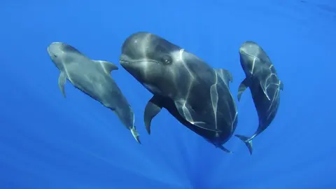 Calderones tropicales captados en la investigaci&oacute;n de especies marinas del IEO en Canarias en aguas de Lanzarote y Fuerteventura. Imagen de Teo Lucas para el IOE en las islas.