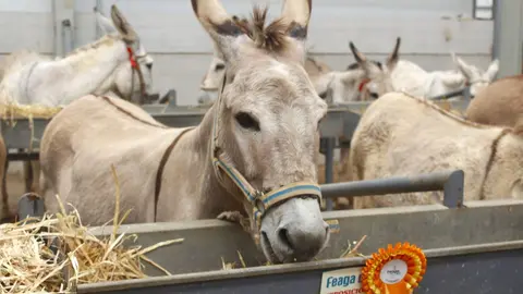Burro majorero premiado en Feaga 2026.