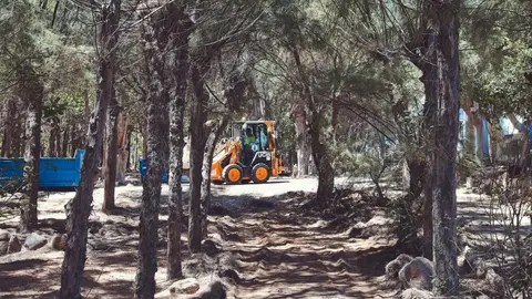 Trabajos en el palmeral de Costa Calma.