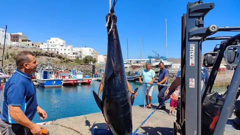 At&uacute;n Rojo capturado por un barco de pesca en Gran Tarajal | &copy;Fuerteventura Digital, 2023