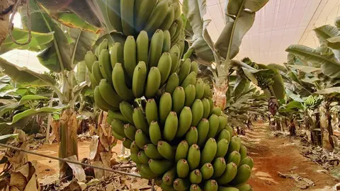 Cultivo de pl&aacute;tano en Fuerteventura | &copy;Fuerteventura Digital, 2023.