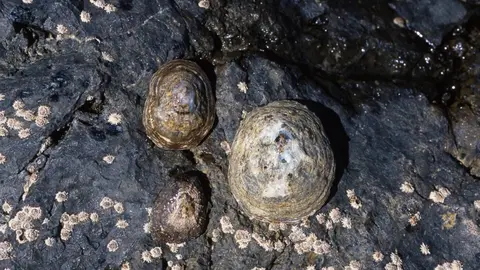 Lapas majoreras, en una imagen de la ponencia sobre su conservaci&oacute;n en la Conferencia Atl&aacute;ntica de Medio Ambiente (Cabildo de Fuerteventura, 2014).