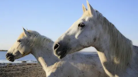 Imagen caballos sin relaci&oacute;n con la noticia (Fuente: pxhere).