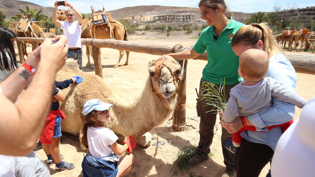 Paseos turísticos en Camello. 2