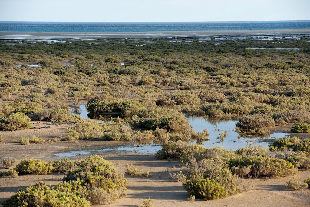 Saladar de Jandía en 2012 (Carlos de Saa, Banco de Datos de la Resreva Biosfera Fuerteventura).
