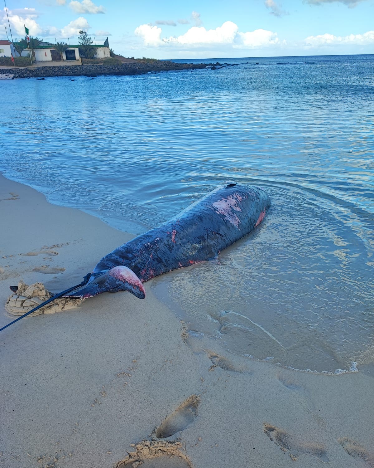 Zifio varado las Grandes Playas.