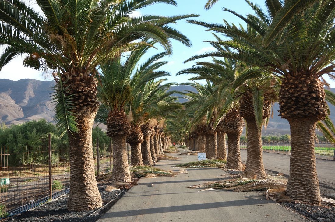 palmeras pozo negro feaga (1) (1)