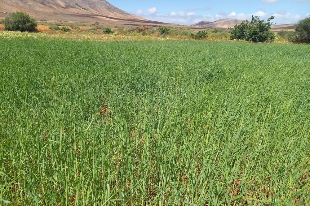 Cultivo de centeno con destino a la artesanía.