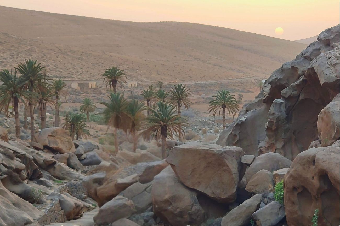 Palmeral en Las Peñitas (Betancuria) | ©Fuerteventura Digital.