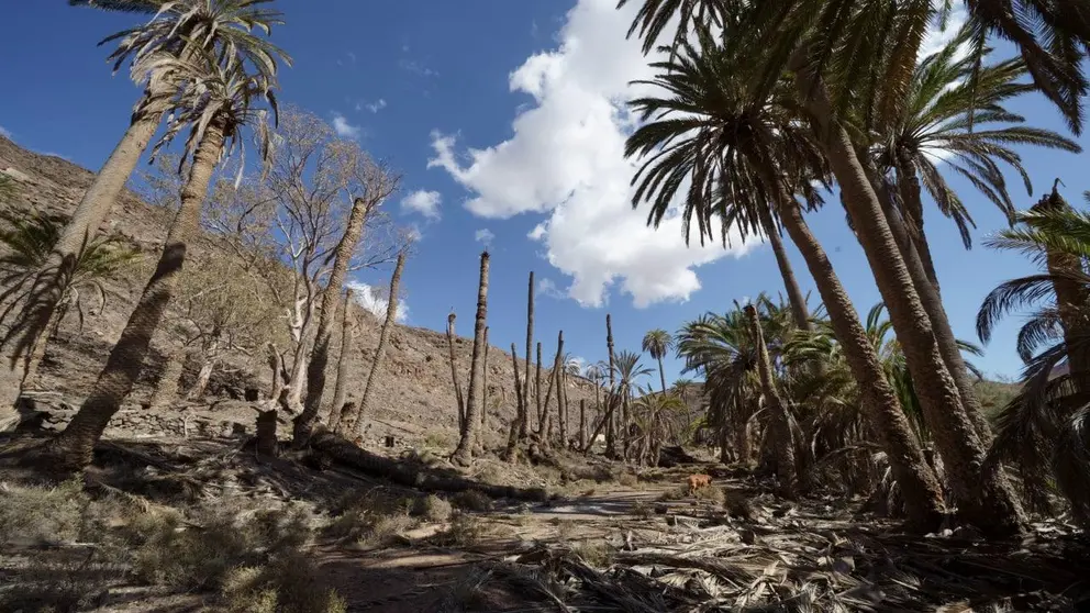 Palmeral de Ajuy, deshidratado - JF Olivares