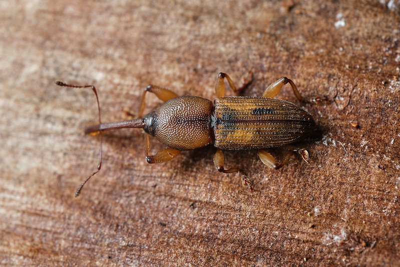 Diocalandra en Lord Howe Island (Atribución Muchos insectos, 2024).