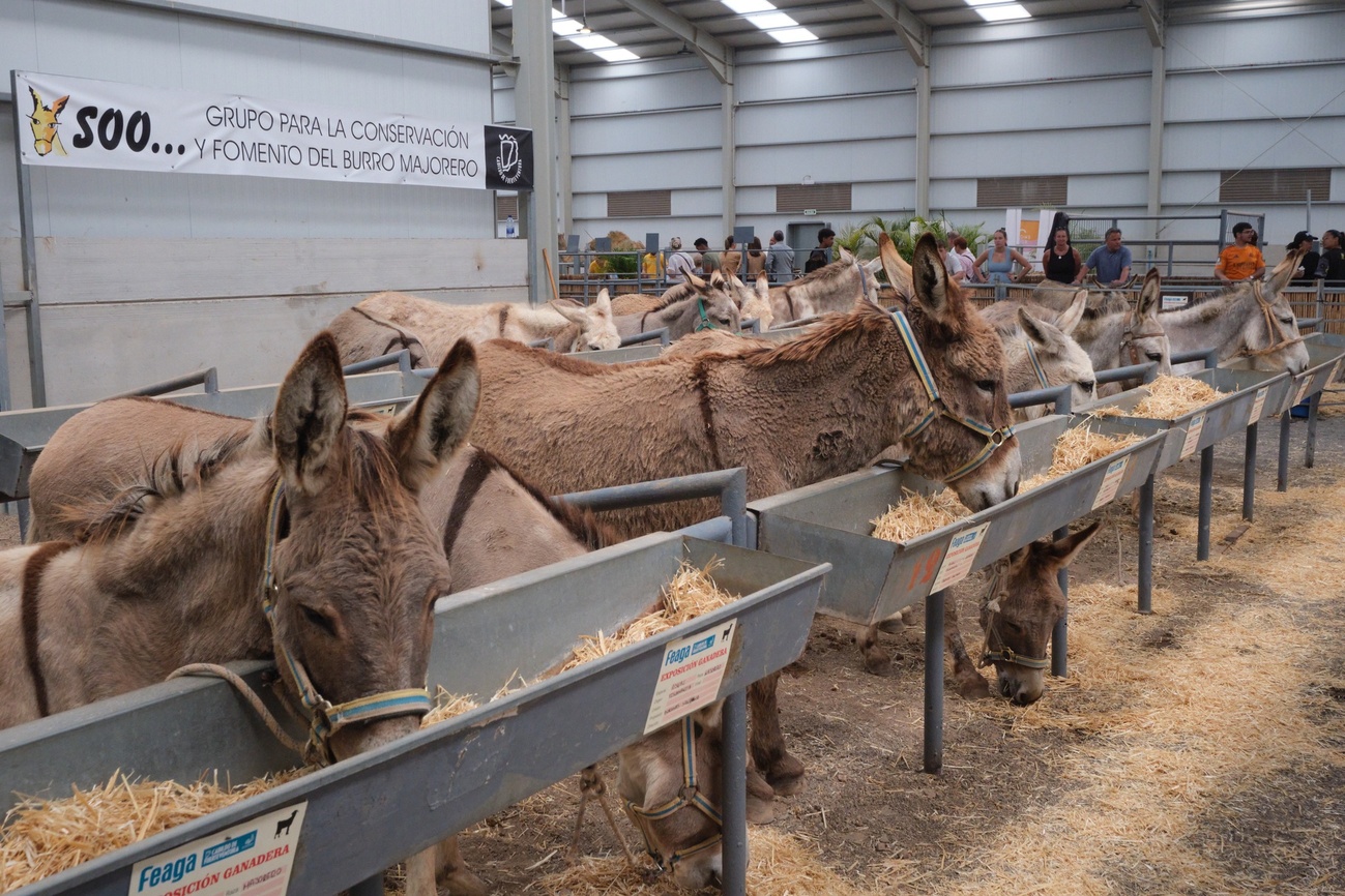 Burros majoreros de la Asociación Soo, en Feaga.