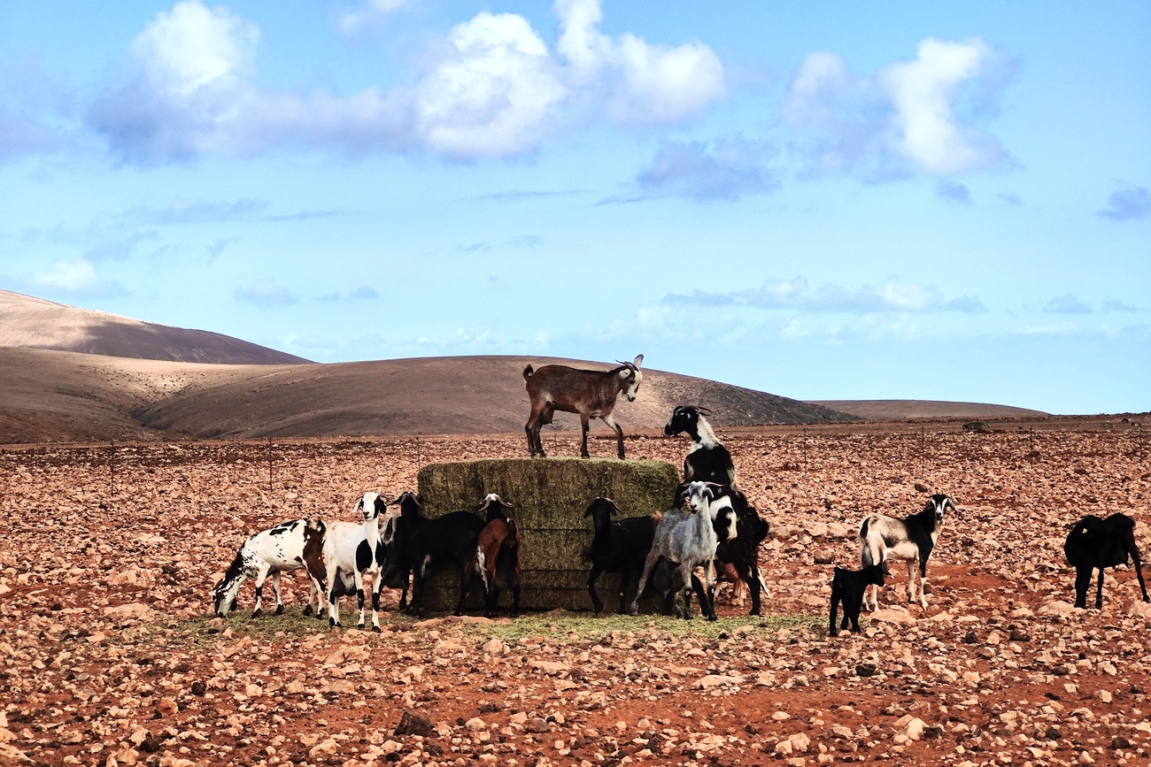 Cabras en los Llanos de la Concepción.