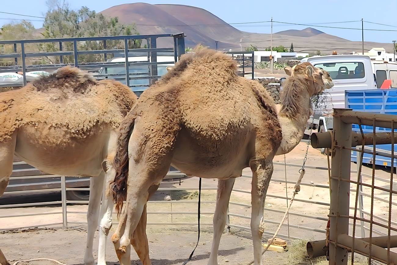 Camellos de La Lajita, en la muestra de Lajares.