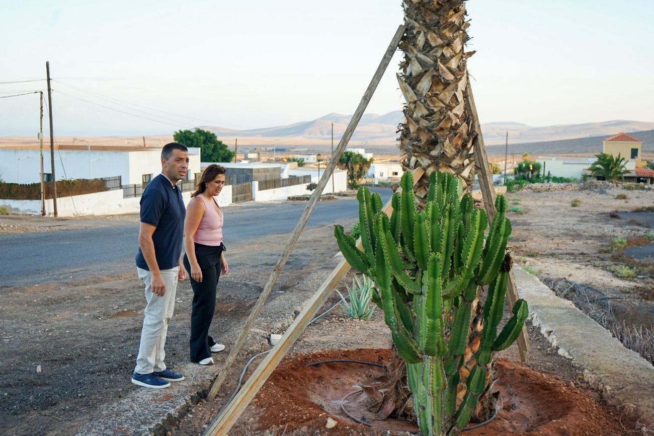 Árboles y palmeras dañados en Tindaya